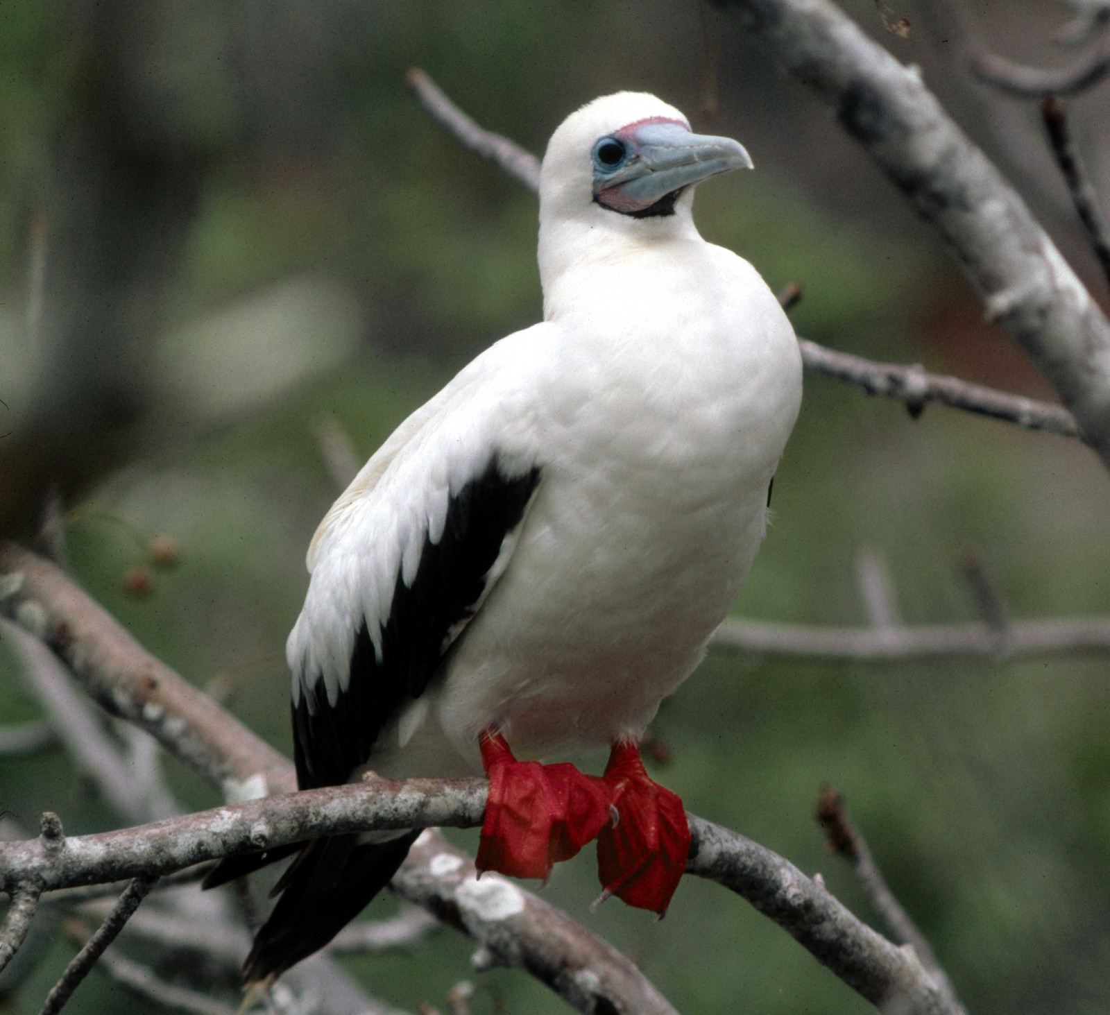 image Red-footed Booby